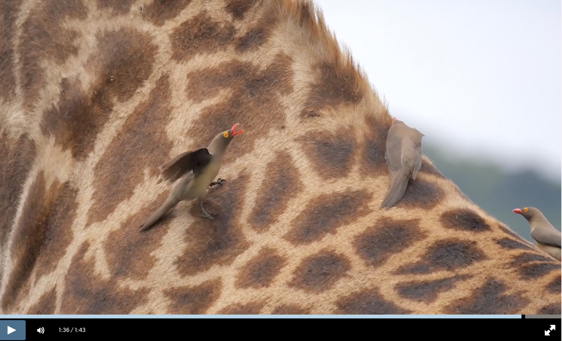 Documentary frame showing red-billed oxpeckers on a giraffe