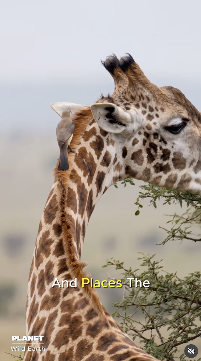 Frame from an AI-generated Instagram reel showing an oxpecker on a giraffe