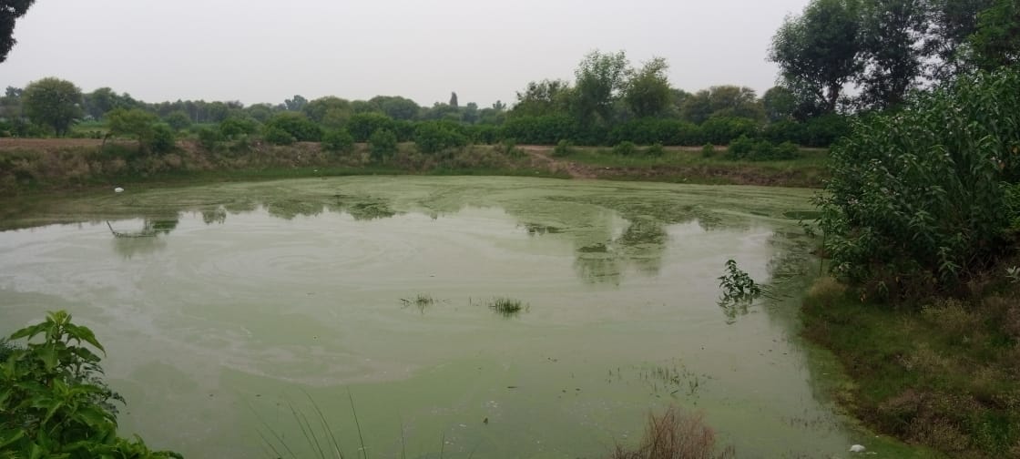 Chappar near Padhar